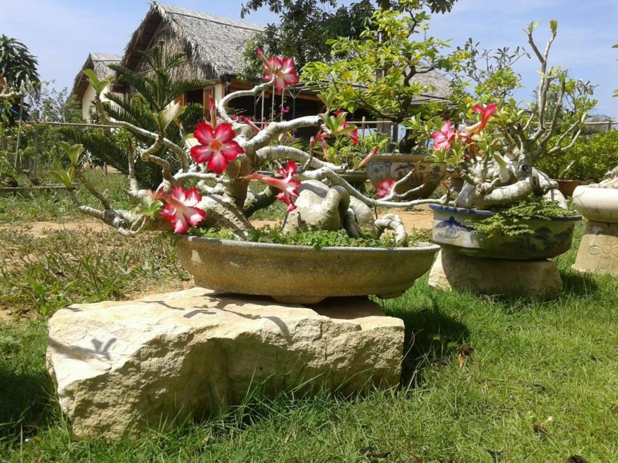 Spring Garden Homestay Фукуок Екстер'єр фото